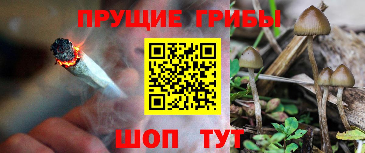 Псилоцибиновые грибы Cubensis Кострома